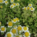 Tanacetum parthenium 'Aureum Mousse' fleur